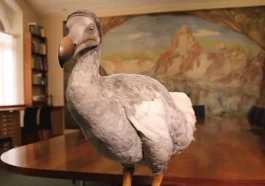 Model burung dodo yang dipajang di Oxford. Foto: University of Warwick