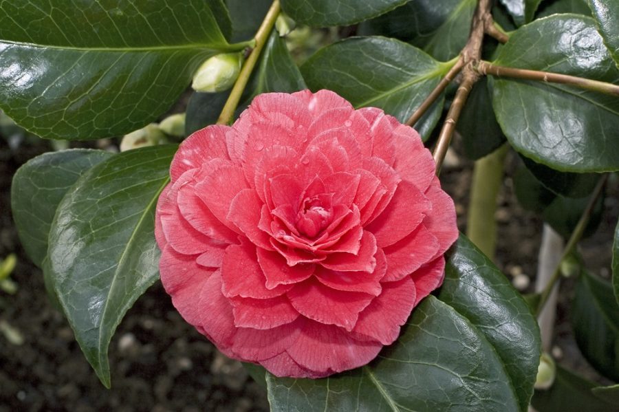 Camelia japonica. Foto: Wikimedia