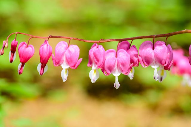 Bunga Bleeding Heart. Foto: Pexels.