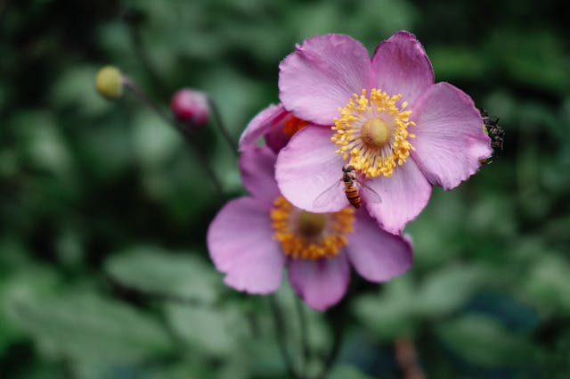 Bunga anemone. Foto: Pexel