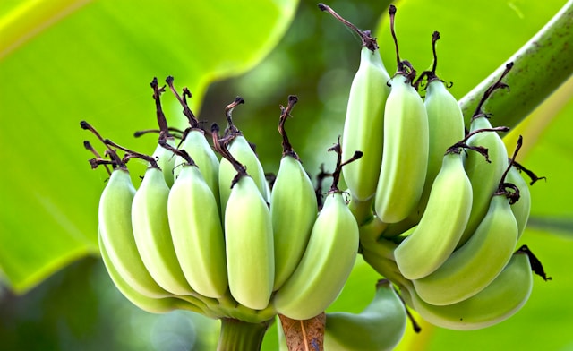 Ilustrasi Pohon Pisang. Foto: Unsplash