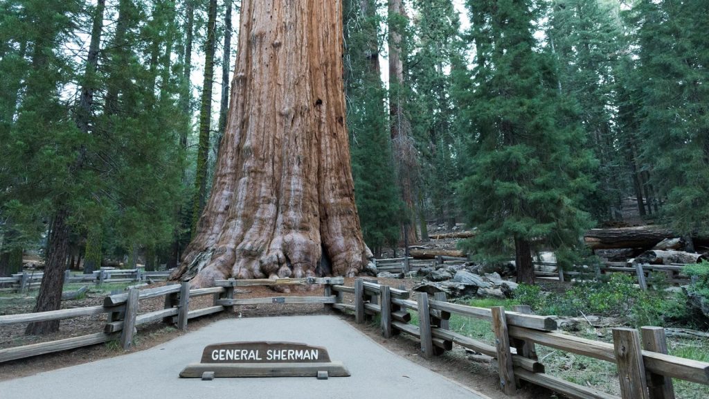 Pohon General Sherman. Foto: National Park Service.