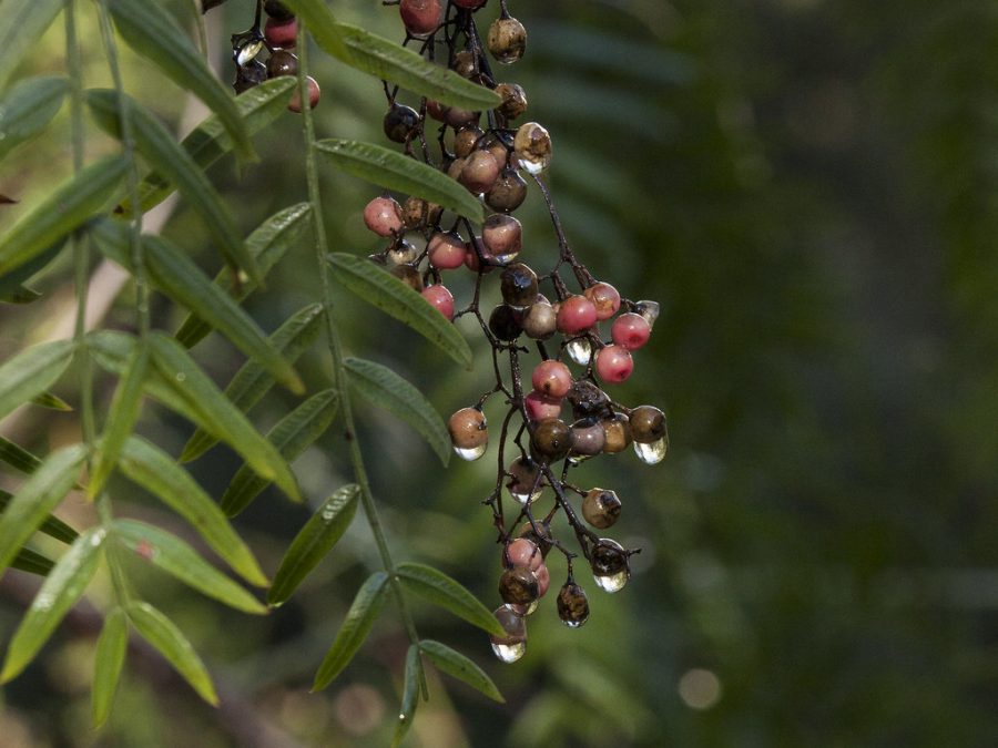 California pepper berry