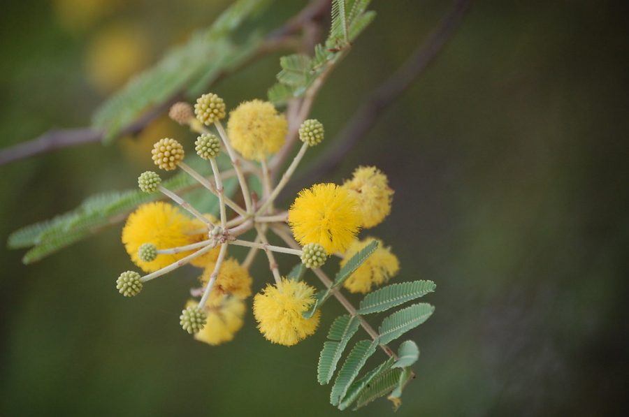 Bunga Acacia