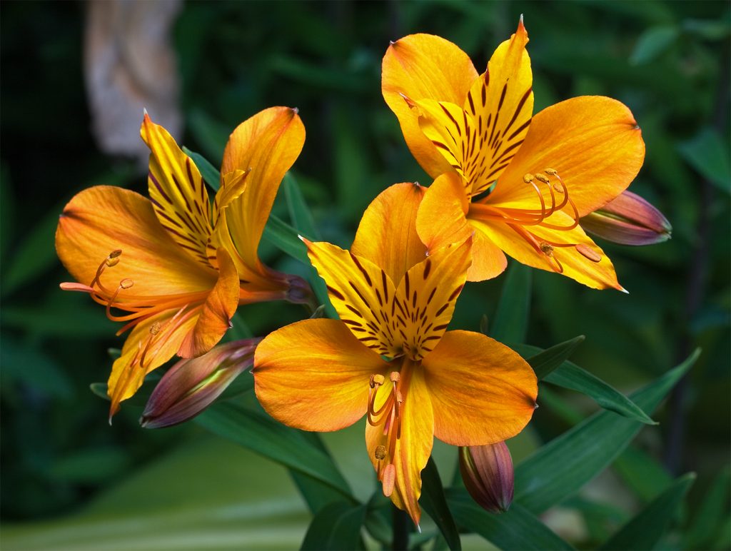 Bunga alstroemeria. Foto: Wikimedia