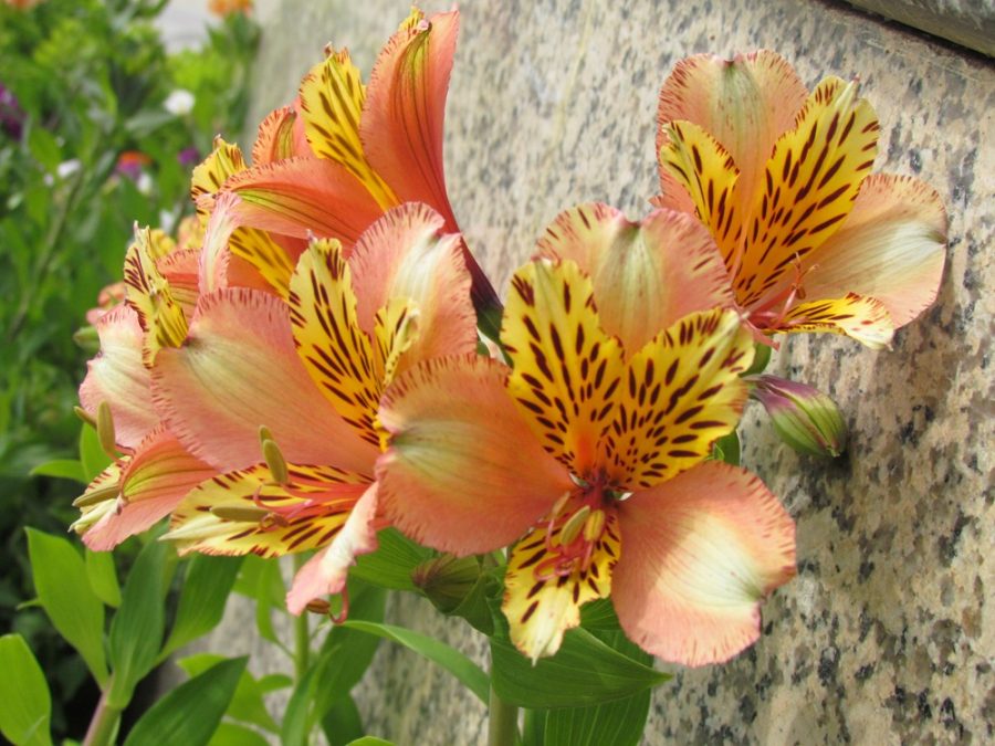 Bunga alstroemeria. Foto: Wikimedia
