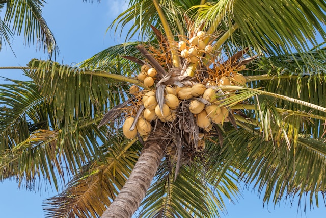 Pohon Kelapa. Foto: Unsplash