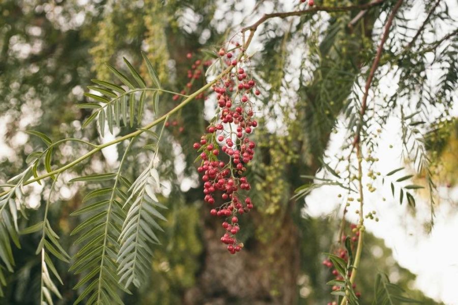 California pepper berry