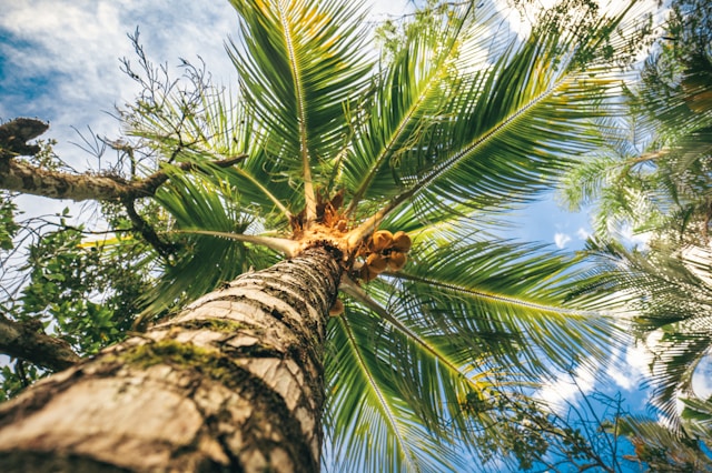 Pohon Kelapa. Foto: Unsplash