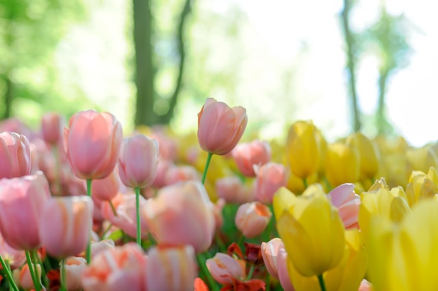 Bunga tulip. Foto: Unsplash