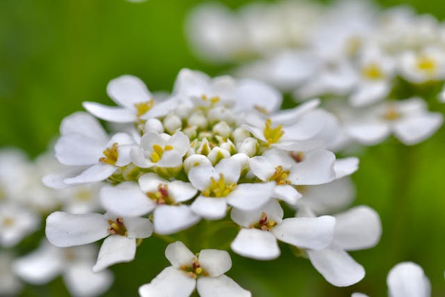 Bunga Candytuft. Foto: Pexels