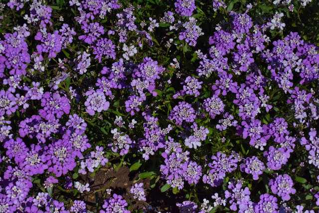 Bunga Candytuft. Foto: Pexels