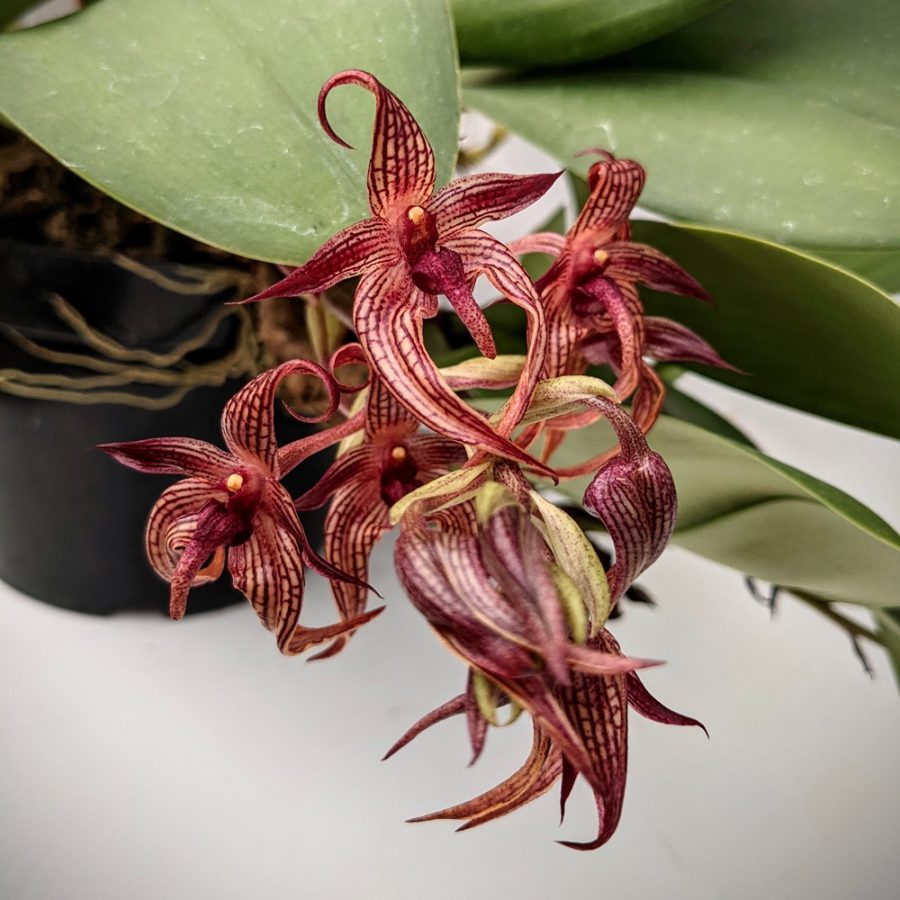 Anggrek Bulbophyllum. Foto: OrchidWeb