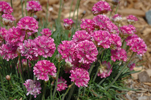 Armeria Maritima