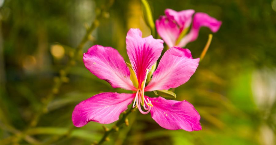 Bunga Bauhinia