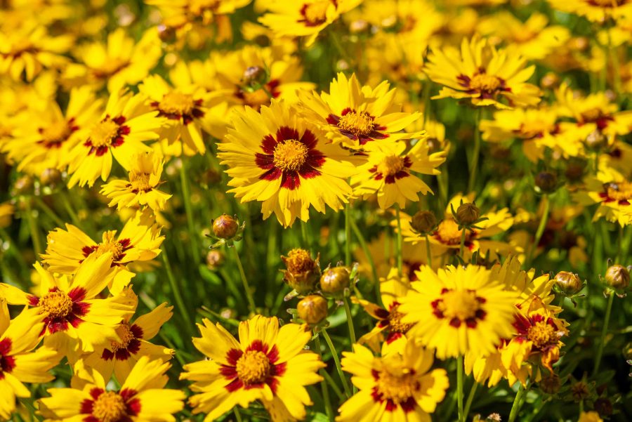 Bunga coreopsis