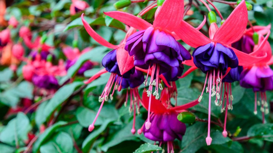 Bunga Fuchsia Magellanica