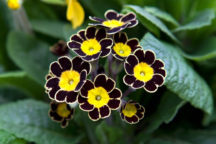 Bunga primula auricula