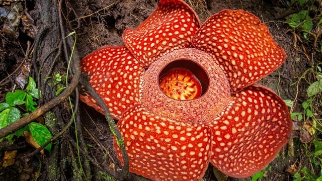 Bunga Rafflesia Arnoldii