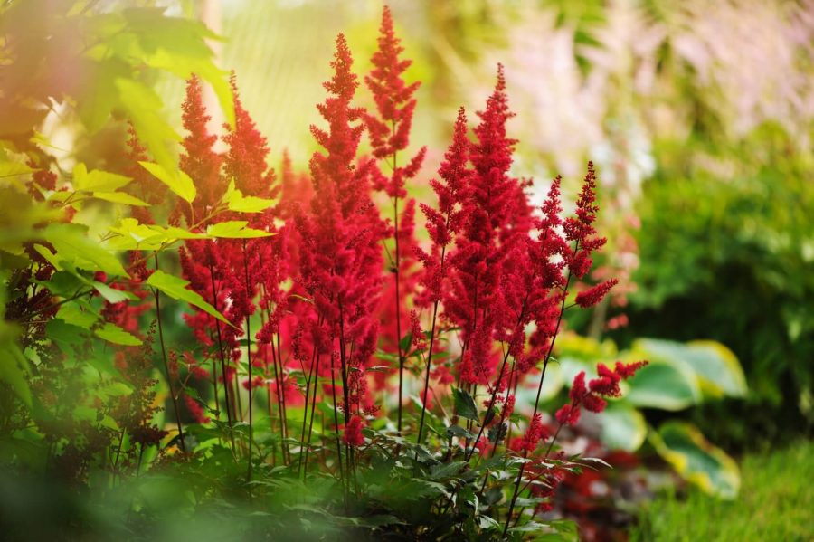 Tanaman Bunga Astilbe