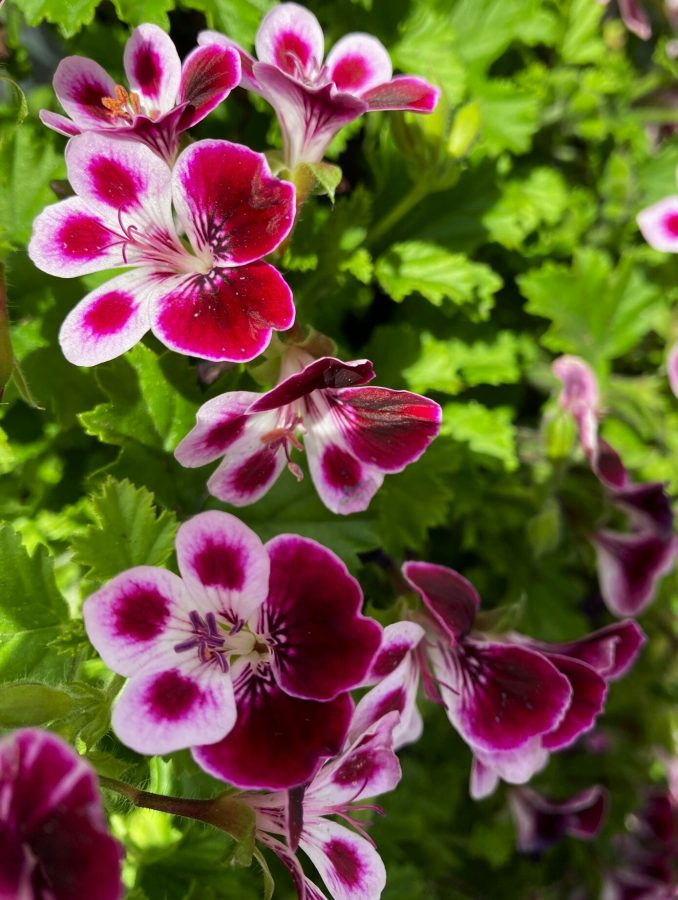 Manfaat Geranium Citronella