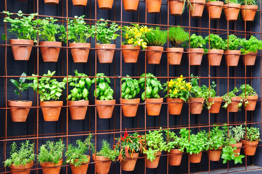 Vertical Garden