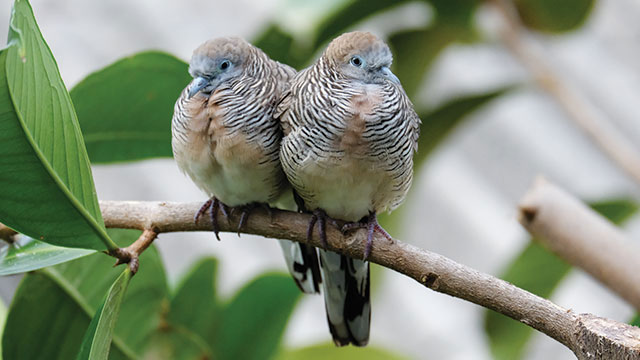 Burung Hias
