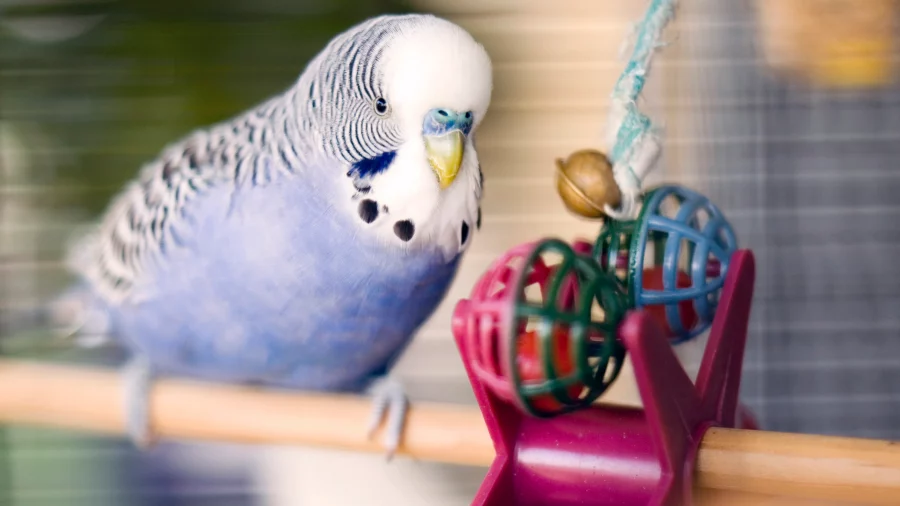 Burung Peliharaan