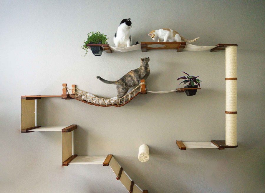Desain Ruangan Kucing