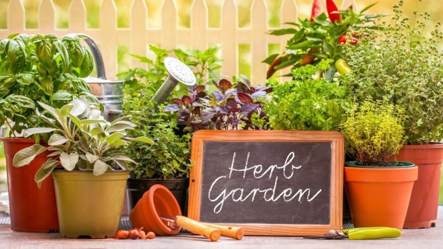 Kebun Herbal
