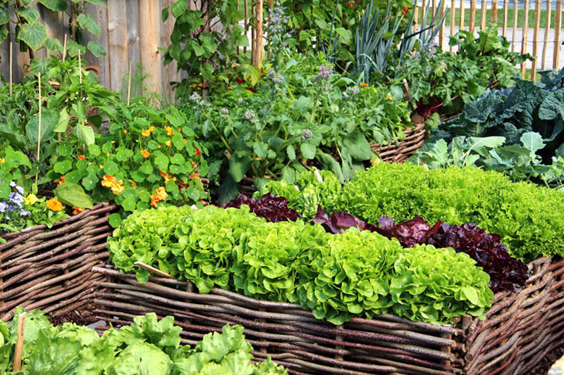 Kebun Sayur Mini
