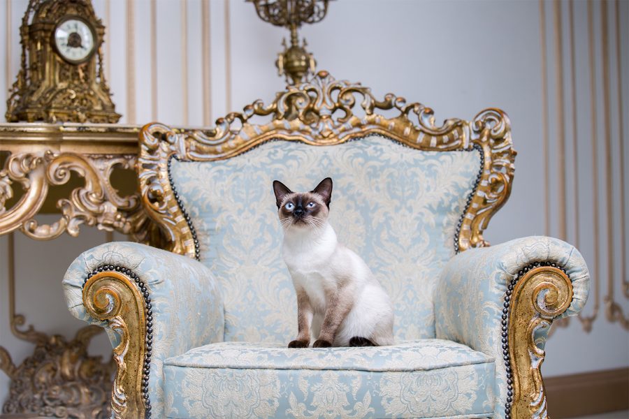 Kucing Termahal