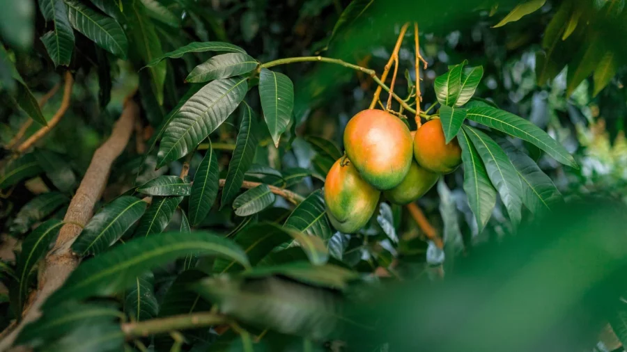 Merawat Pohon Mangga