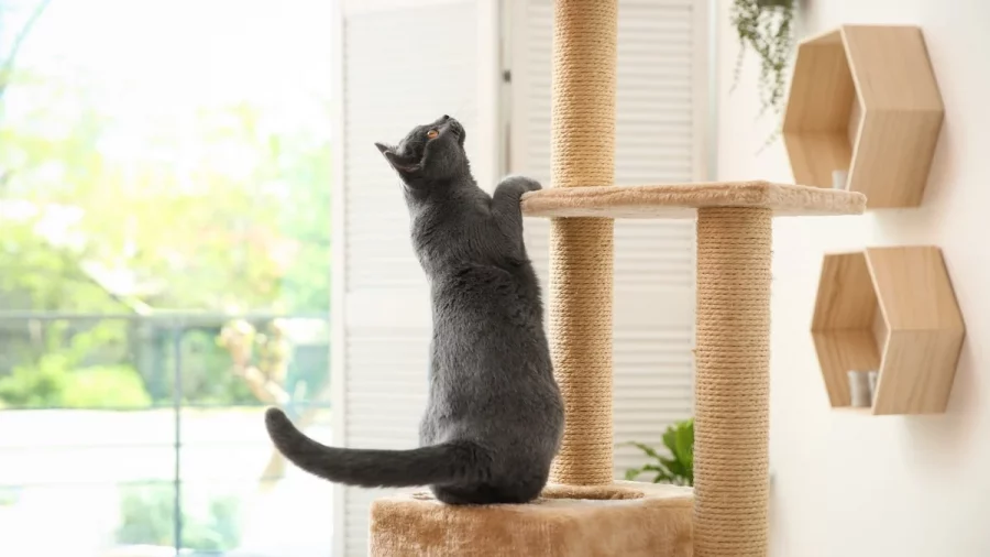 Pohon Kucing
