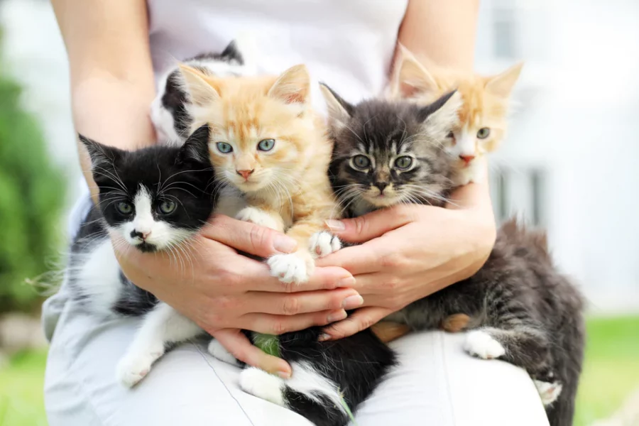 Anak Kucing