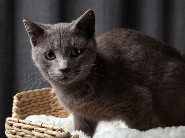 Asal-usul Kucing