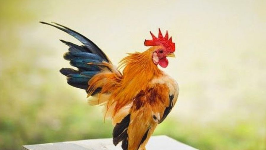 Ayam Kate