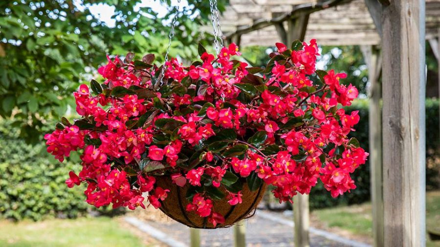 Begonia