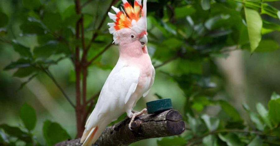 Burung Kakatua