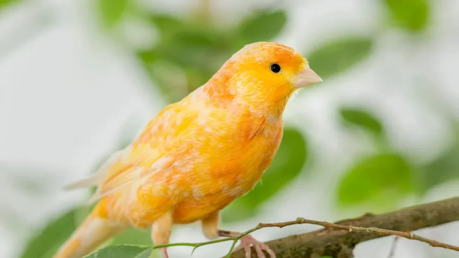Burung Kenari