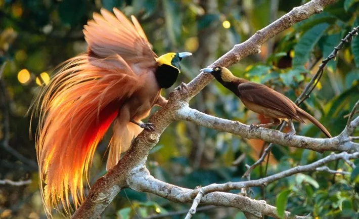 Burung Khas Indonesia