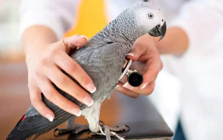 Burung Peliharaan