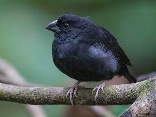 Burung Pipit Hitam