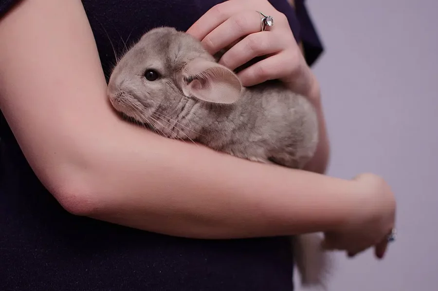 Chinchilla
