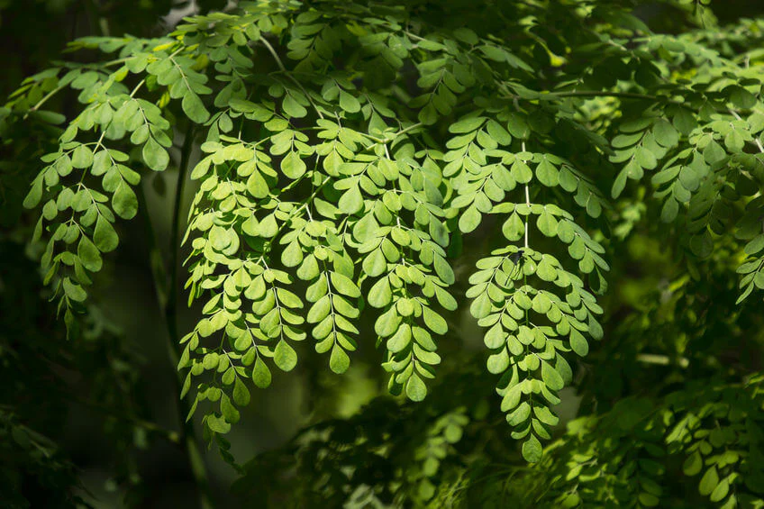 Daun Kelor
