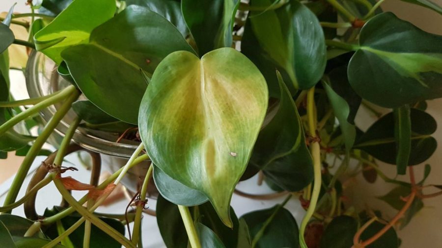 Daun Philodendron