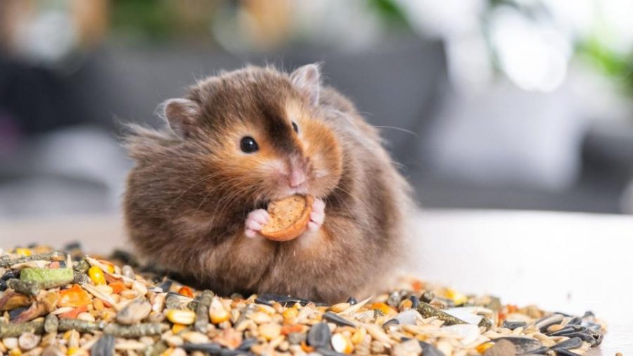 Fakta Unik Hamster