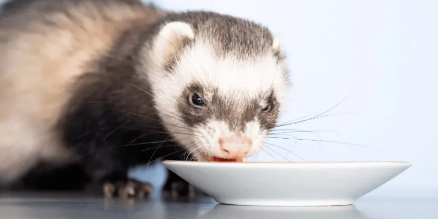 Ferret