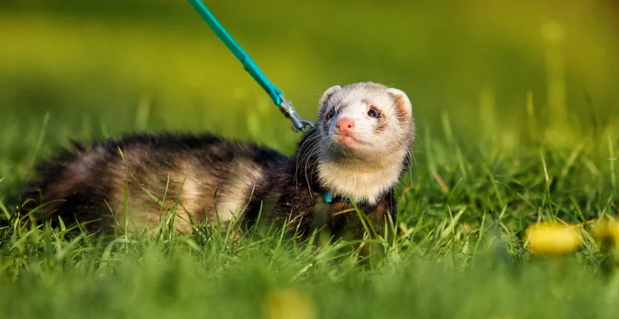 Memelihara Ferret