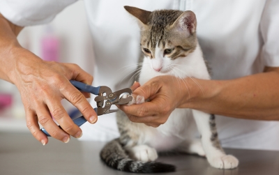 Grooming Kucing